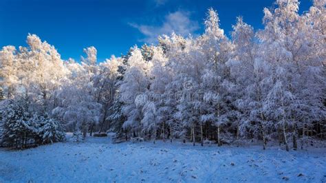 Serenity and Solitude: Exploring the Tranquil Frosted Forests